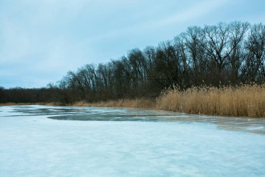 Güzel, sakin kış manzarası. Önünde sarı kuru sazlıklar olan karlı nehir kıyıları. Donmuş göl kıyısında ağaçlar ve bastonlar. Kış sisli manzarası.