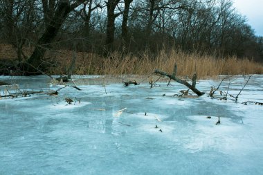 Güzel, sakin kış manzarası. Önünde sarı kuru sazlıklar olan karlı nehir kıyıları. Donmuş göl kıyısında ağaçlar ve bastonlar. Kış sisli manzarası.