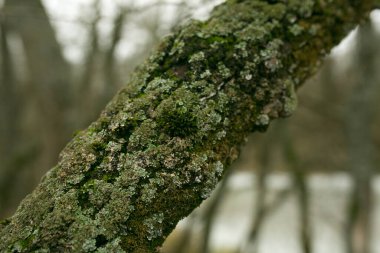 Ağacın kabuğunda yeşil liken. Ağacın gövdesi liken tarafından etkilenir. Ağaç dalında yosun. Yosun kolonisi olan ahşap bir yüzey. Ağaç kabuğunda mantar ekosistemi.