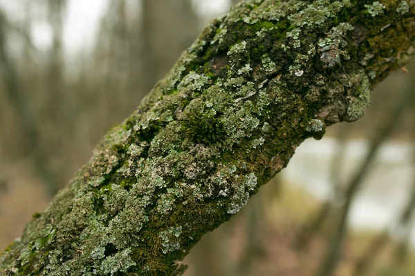 Líquen Verde Casca Uma Árvore Tronco Árvore Afetado Pelo Líquen — Fotografia de Stock