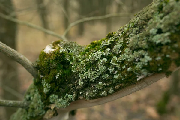 Líquen Verde Casca Uma Árvore Tronco Árvore Afetado Pelo Líquen — Fotografia de Stock