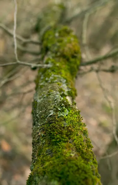 Grönt Lavar Barken Ett Träd Trädstammen Påverkas Lavar Mossa Trädgren — Stockfoto