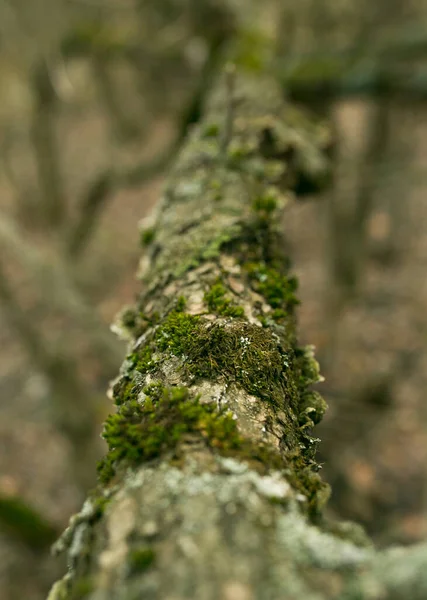 Green Lichen Bark Tree Trunk Tree Affected Lichen Moss Tree — Stock Photo, Image
