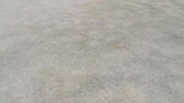 Güzel, sakin kış manzarası. Önünde sarı kuru sazlıklar olan karlı nehir kıyıları. Donmuş göl kıyısında ağaçlar ve bastonlar. Kış sisli manzarası.