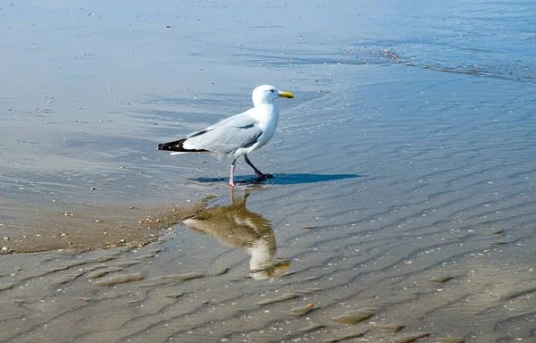 Gaivota Praia Scheveningen Haia Esta Praia Maior Holanda Passado Lugar — Fotografia de Stock