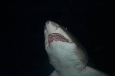 Suyun altında köpekbalığı silueti. Tehlike kavramı. Hayvanat bahçesinde yüzen bir köpekbalığının yakın plan fotoğrafı..