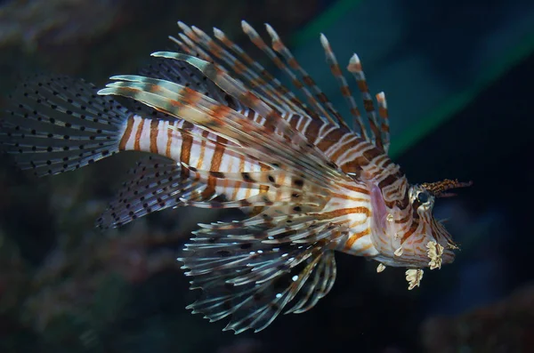 Beautiful floating lion fish. Zebra lion fish Pterois is a genus of venomous marine fish, commonly known as lionfish, native to the Indo-Pacific.