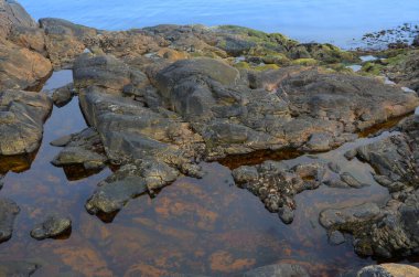 Norveç, Lofoten Adaları. Kuzey yosunlu kıyı bölgesi. Arkaplan.