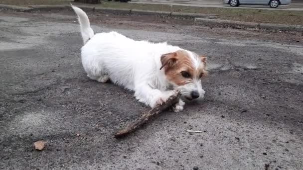 Jack Russell Terrier Dog Gnaws Stick Walk Many New Smells — Αρχείο Βίντεο