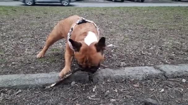 Dog French Bulldog Gnaws Stick Walk Many New Smells Spring — Vídeo de Stock