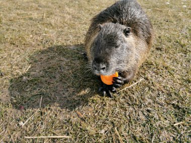 Nutria or myocastor coypus, also known as nutria. It is a large herbivore that lives on the banks of rivers, feeding on roots and tubers that it finds in the surrounding areas.