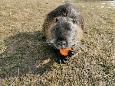 Nutria or myocastor coypus, also known as nutria. It is a large herbivore that lives on the banks of rivers, feeding on roots and tubers that it finds in the surrounding areas.