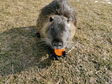 Nutria or myocastor coypus, also known as nutria. It is a large herbivore that lives on the banks of rivers, feeding on roots and tubers that it finds in the surrounding areas.