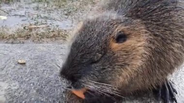 Nutria or myocastor coypus, also known as nutria. A cute animal in the grass is chewing a carrot. It is a large herbivore that lives on the banks of rivers, feeding on roots and tubers that it finds in the surrounding areas.