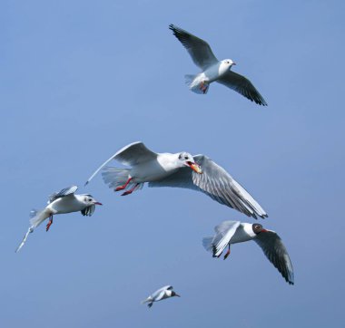 A group of seagulls flying against the blue sky. One of the seagulls is holding a piece of food in its beak.
