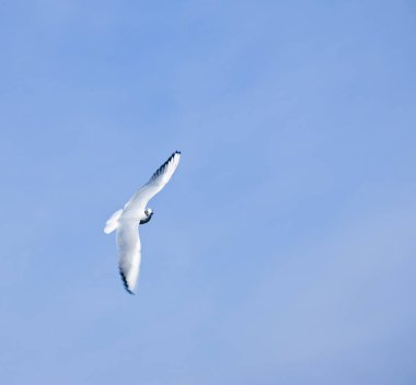 Seagull flying against the blue sky. Most gulls belong to the large genus Larus. In everyday life, representatives of various types of gulls are often called sea gulls or seagull.