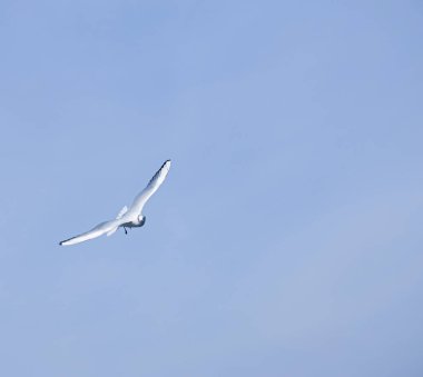 Seagull flying against the blue sky. Most gulls belong to the large genus Larus. In everyday life, representatives of various types of gulls are often called sea gulls or seagull.