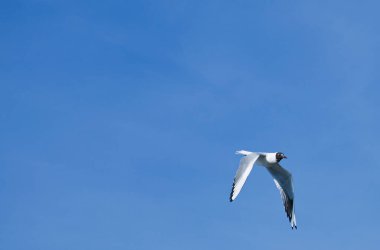 Seagull flying against the blue sky. Most gulls belong to the large genus Larus. In everyday life, representatives of various types of gulls are often called sea gulls or seagull.