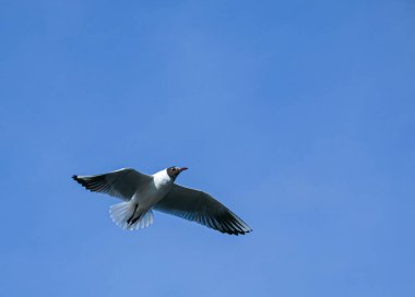 Seagull flying against the blue sky. Most gulls belong to the large genus Larus. In everyday life, representatives of various types of gulls are often called sea gulls or seagull.