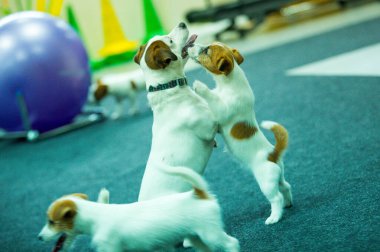 Russell Terrier yavruları spor salonunda yetişkin bir teriyerle oynuyorlar. Spor ve hayvanlar konsepti.