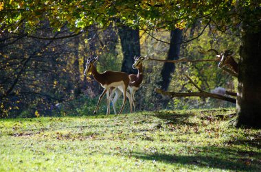Vahşi doğada bir grup nalları dikmiş geyik. Genç hayvanlar ormanda yürüyor..