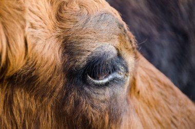 Keçi gözüne yakın çekim. Güzel evcil hayvan kavramları. Doğal ışıklar.