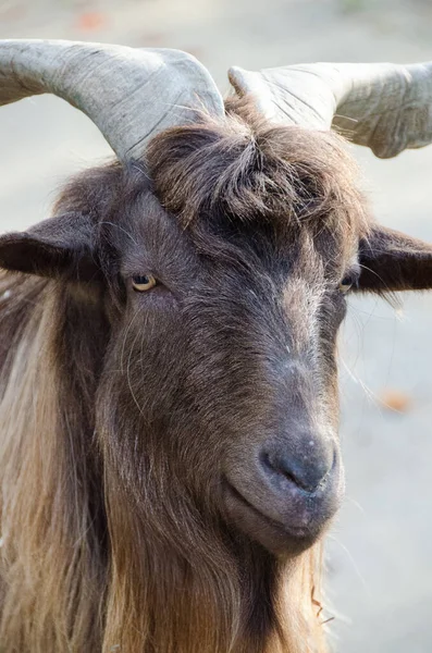 Close up portrait of goat. Concepts of beauty domestic animals. Expressive, original look of goat. Natural lights. Symbol of the 2027 year in the Chinese