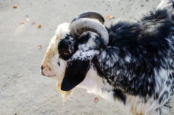 Close up portrait of goat. Concepts of beauty domestic animals. Expressive, original look of goat. Natural lights. Symbol of the 2027 year in the Chinese