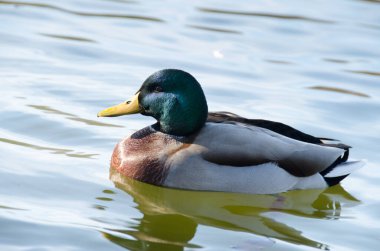 Güneşli bir günde, suda yansımaları olan Mallard ördeği. Ördek suyun yüzeyinde yüzer..