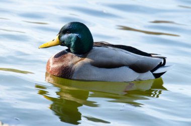 Güneşli bir günde, suda yansımaları olan Mallard ördeği. Ördek suyun yüzeyinde yüzer..