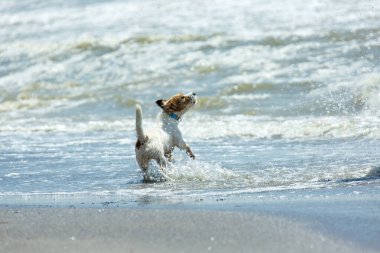 Köpek Jack Russell Terrier denizde. Komik bir köpek dalgalara havlar ve patisiyle suyun tadını alır. Doğayla bütünlük ve hafiflik..