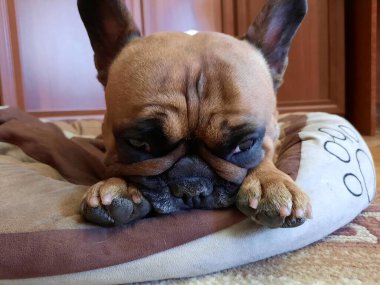 Sevimli bir Fransız Bulldog 'unun portresi. Köpek oyun oynadıktan sonra yerinde dinlenir. Fransız Bulldogları için tipik bir poz..