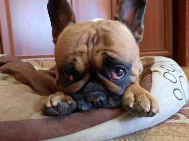 Sevimli bir Fransız Bulldog 'unun portresi. Köpek oyun oynadıktan sonra yerinde dinlenir. Fransız Bulldogları için tipik bir poz..