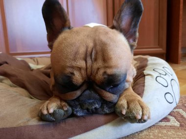 Sevimli bir Fransız Bulldog 'unun portresi. Köpek oyun oynadıktan sonra yerinde dinlenir. Fransız Bulldogları için tipik bir poz..