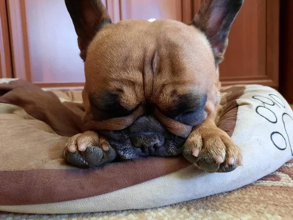 Portrait Adorable Bouledogue Français Fauve Chien Repose Place Après Avoir — Photo