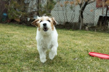 Komik Russell Terrier yeşil çimlerde bir oyuncakla oynuyor. Teriyerler çok oyuncu ve hareketlidir..