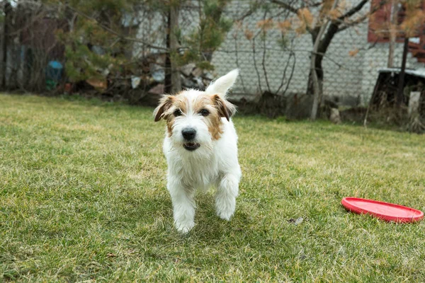 Zabawny Russell Terrier Bawi Się Zabawką Zielonym Trawniku Terrier Jest — Zdjęcie stockowe