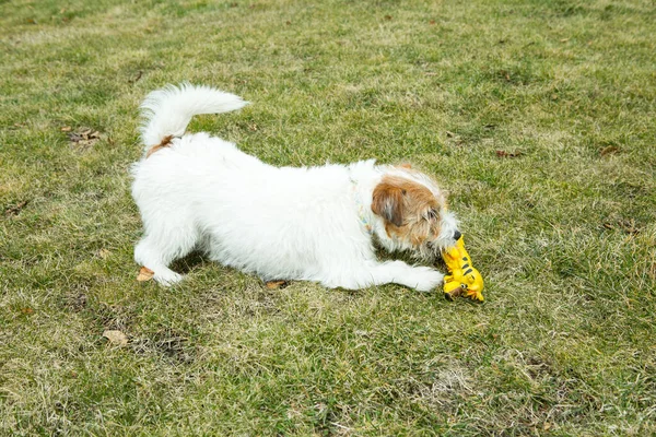 Vicces Russell Terrier Játszik Egy Játékkal Zöld Gyepen Terrierek Nagyon — Stock Fotó