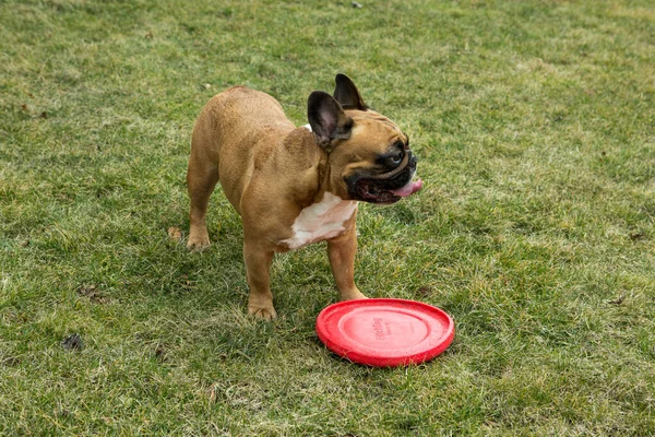 Vicces Francia Bulldog Játszik Egy Játékkal Zöld Gyepen Francia Bulldogok — Stock Fotó