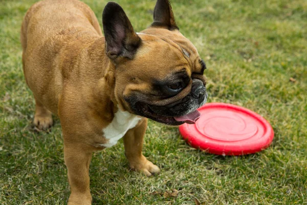 Rolig Fransk Bulldogg Leker Med Leksak Grön Gräsmatta Franska Bulldoggar — Stockfoto