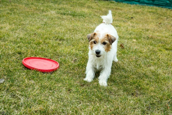 Funny Russell Terrier Playing Toy Green Lawn Terriers Very Playful — Stock Photo, Image
