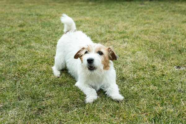 Funny Russell Terrier Lies Green Lawn Terriers Very Playful Mobile — Stock Photo, Image