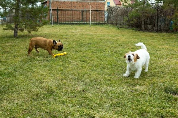 Ράσελ Τεριέ Και Γάλλος Μπουλντόγκ Παίζουν Στο Γρασίδι Terriers Και — Φωτογραφία Αρχείου