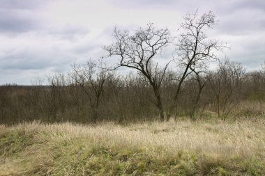 Baharın ilk baharında çıplak ağaçlar ve kuru otlar. Güneşli bir günde arka planda ağaçlar. Ön planda kuru otlar.