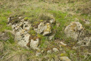 Taşlar yosunla kaplı. Taşların ve kuru otların doğal arka planı. Baharın başında tarla.