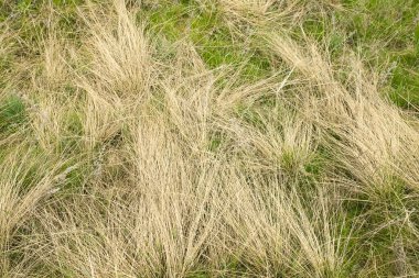 Kuru sarı çimenlerin doğal bahar arkaplanı. Kıştan sonra çim. Bahar yangını tehlikesi, çimleri yakmayın..