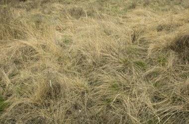 Kuru sarı çimenlerin doğal bahar arkaplanı. Kıştan sonra çim. Bahar yangını tehlikesi, çimleri yakmayın..