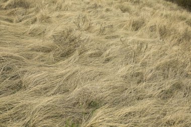 Kuru sarı çimenlerin doğal bahar arkaplanı. Kıştan sonra çim. Bahar yangını tehlikesi, çimleri yakmayın..