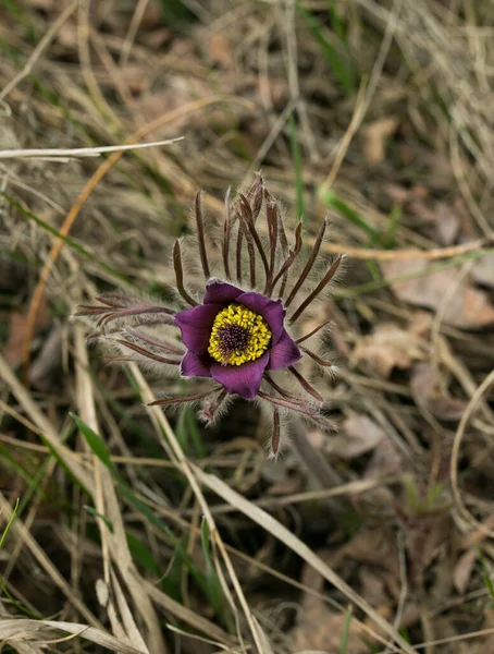 夢のハーブ 花はウィンドフラワーやパルサッラ パテンズです 1春4月青草花 — ストック写真