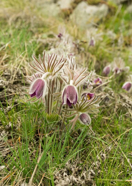 Droomkruid Bloemen Van Windbloem Pulsatilla Patens Eerste Lente April Blauwe — Stockfoto